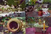 fross1.JPG (218996 Byte)