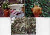 fross2.JPG (246318 Byte)
