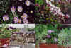 fross3.JPG (228602 Byte)