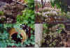 fross4.JPG (283039 Byte)